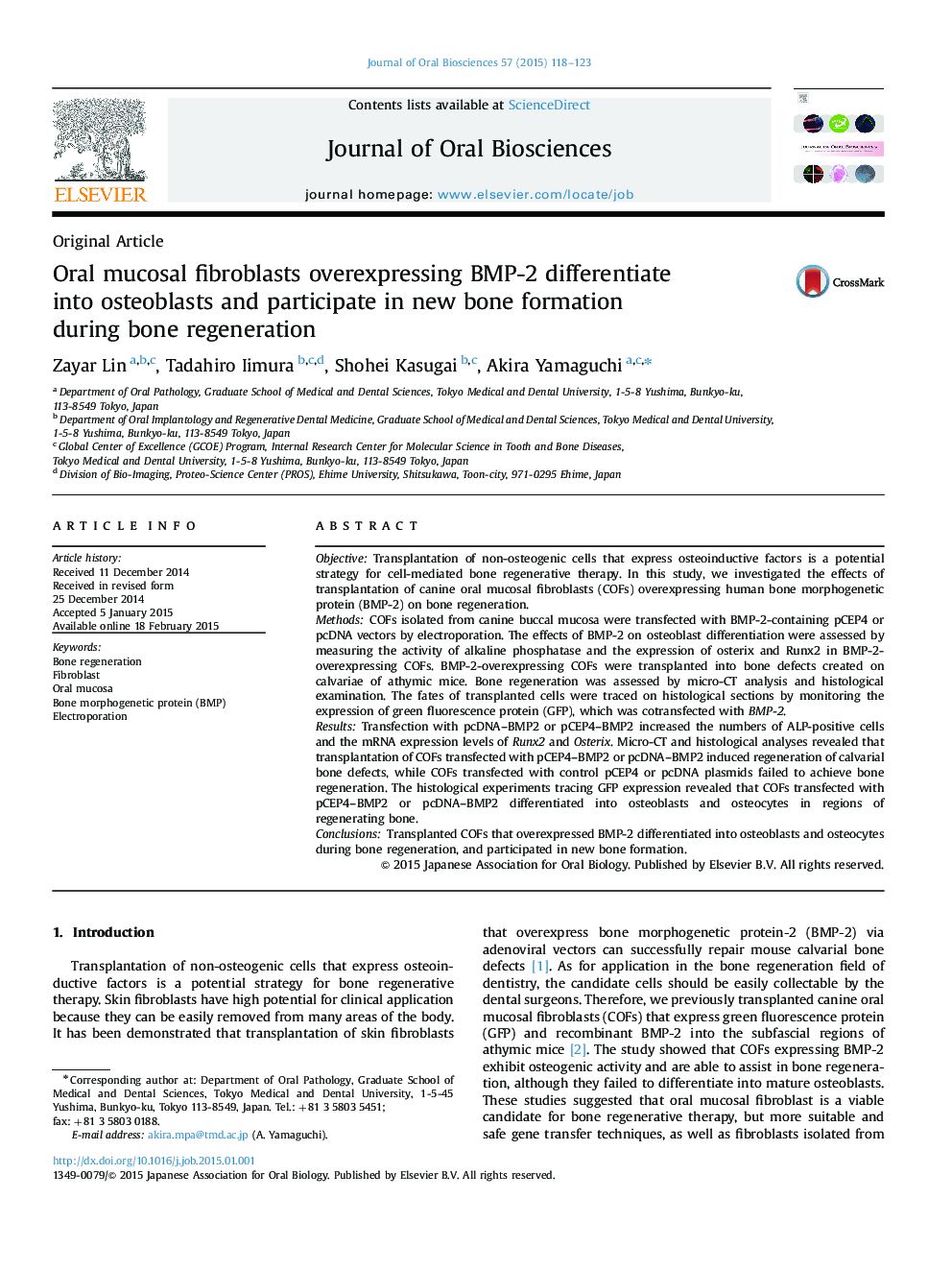 Oral mucosal fibroblasts overexpressing BMP-2 differentiate into osteoblasts and participate in new bone formation during bone regeneration