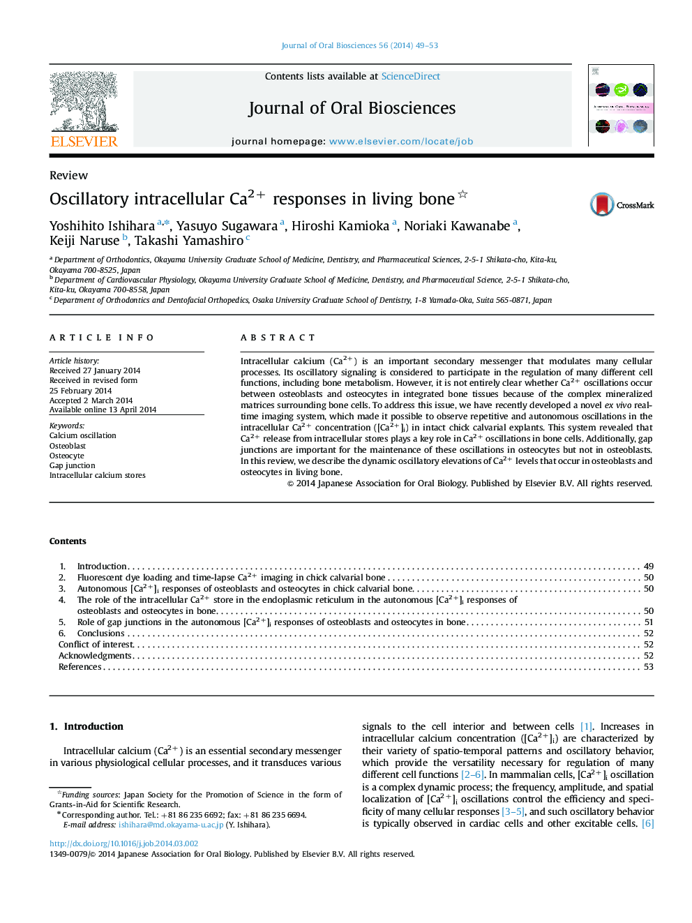 Oscillatory intracellular Ca2+ responses in living bone 