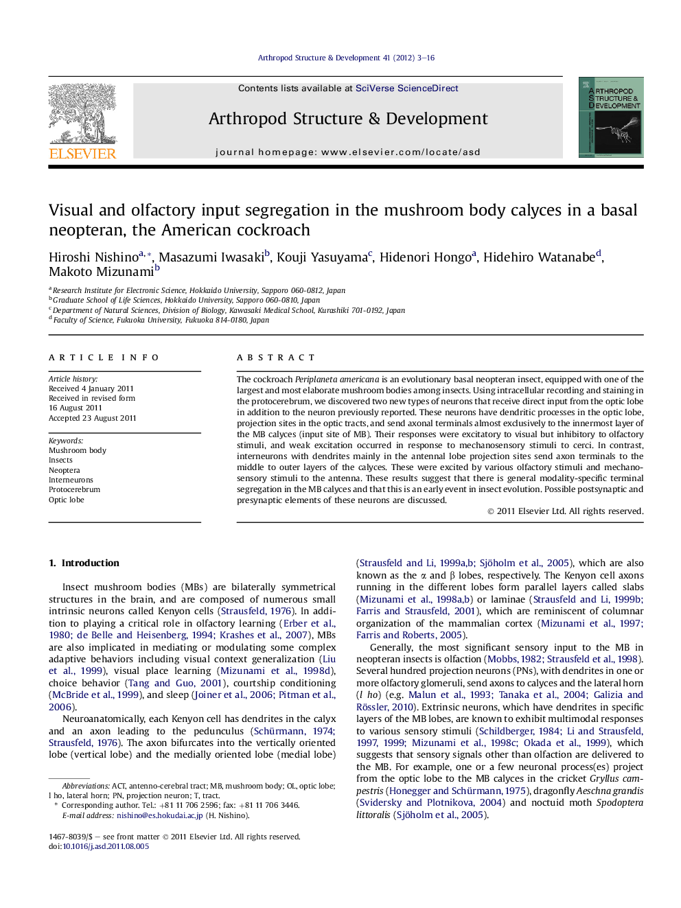 Visual and olfactory input segregation in the mushroom body calyces in a basal neopteran, the American cockroach