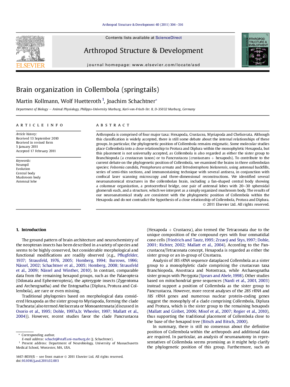 Brain organization in Collembola (springtails)