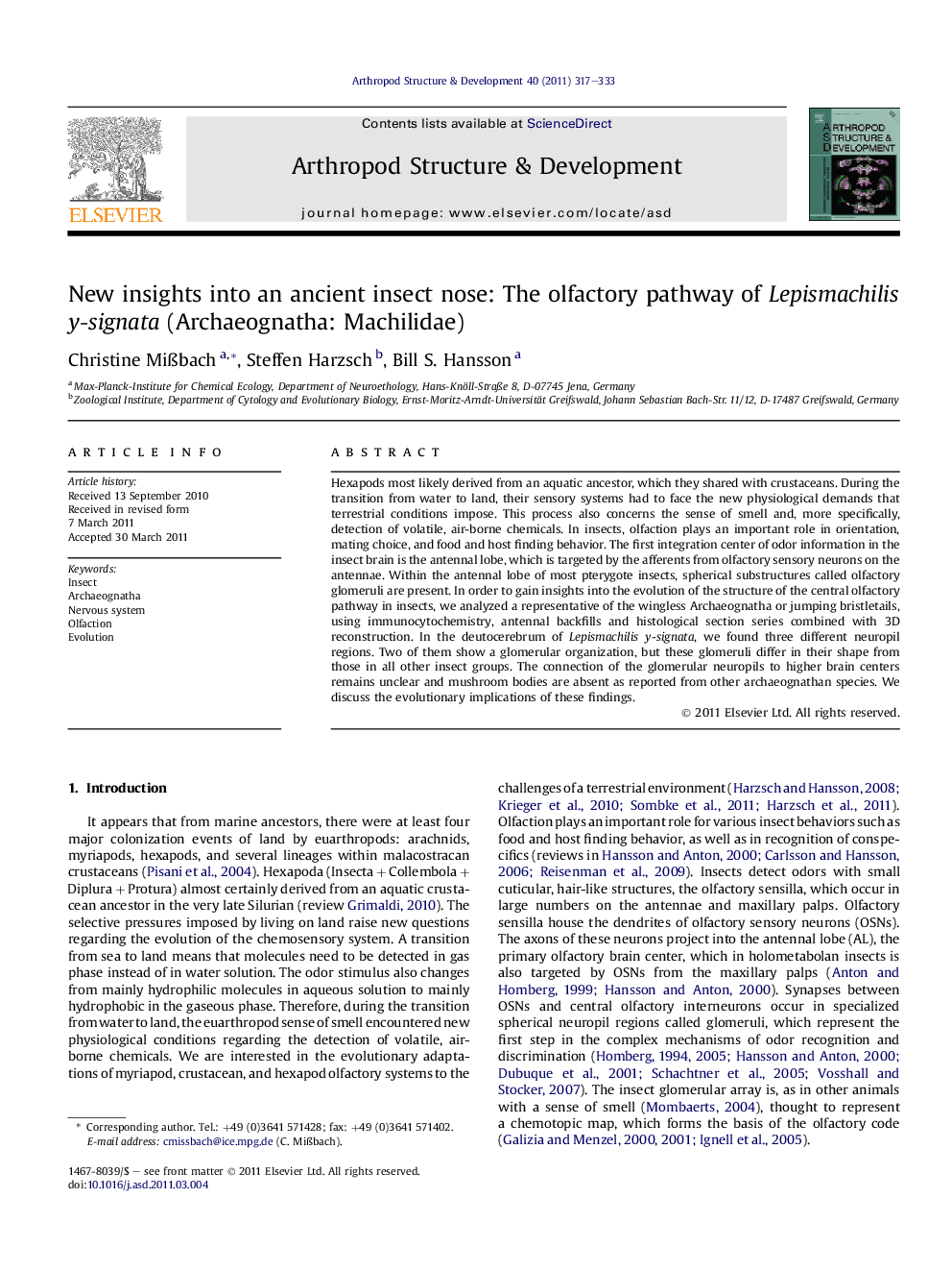 New insights into an ancient insect nose: The olfactory pathway of Lepismachilis y-signata (Archaeognatha: Machilidae)