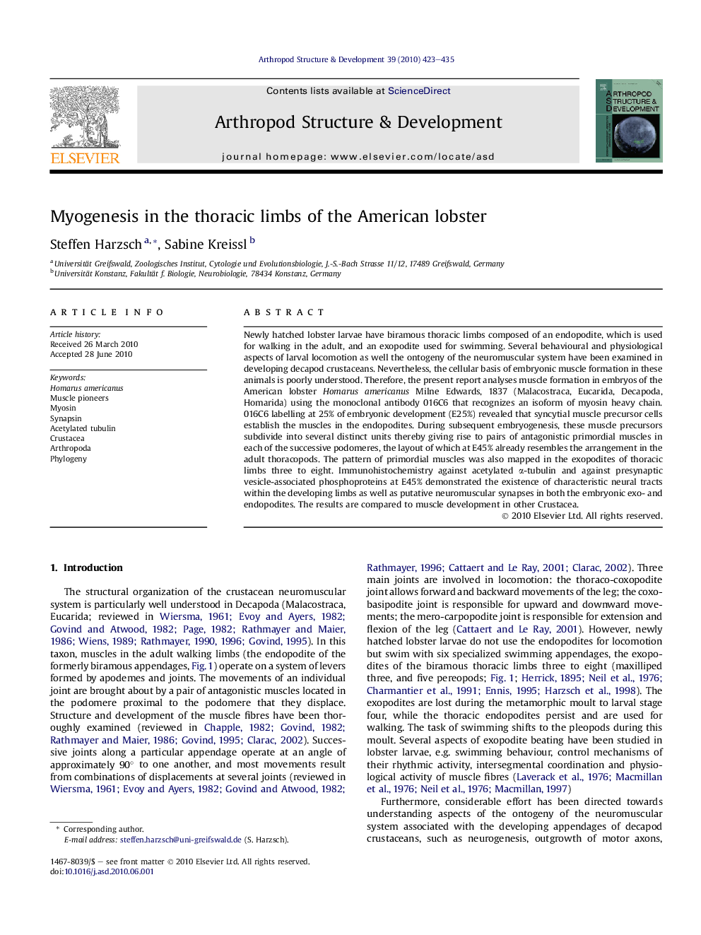 Myogenesis in the thoracic limbs of the American lobster