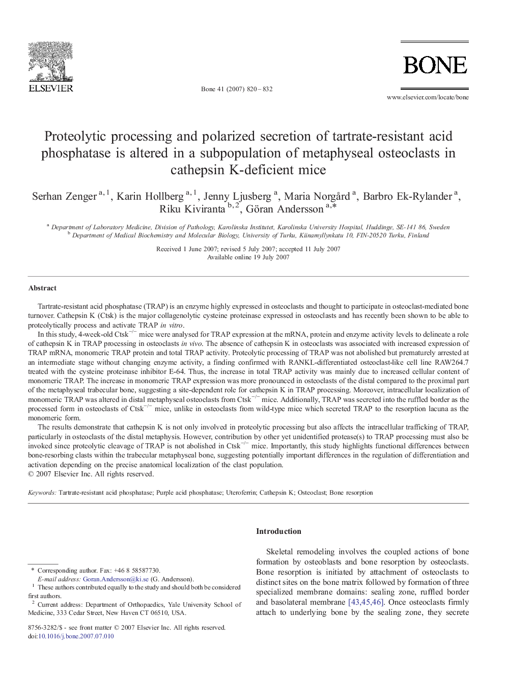 Proteolytic processing and polarized secretion of tartrate-resistant acid phosphatase is altered in a subpopulation of metaphyseal osteoclasts in cathepsin K-deficient mice