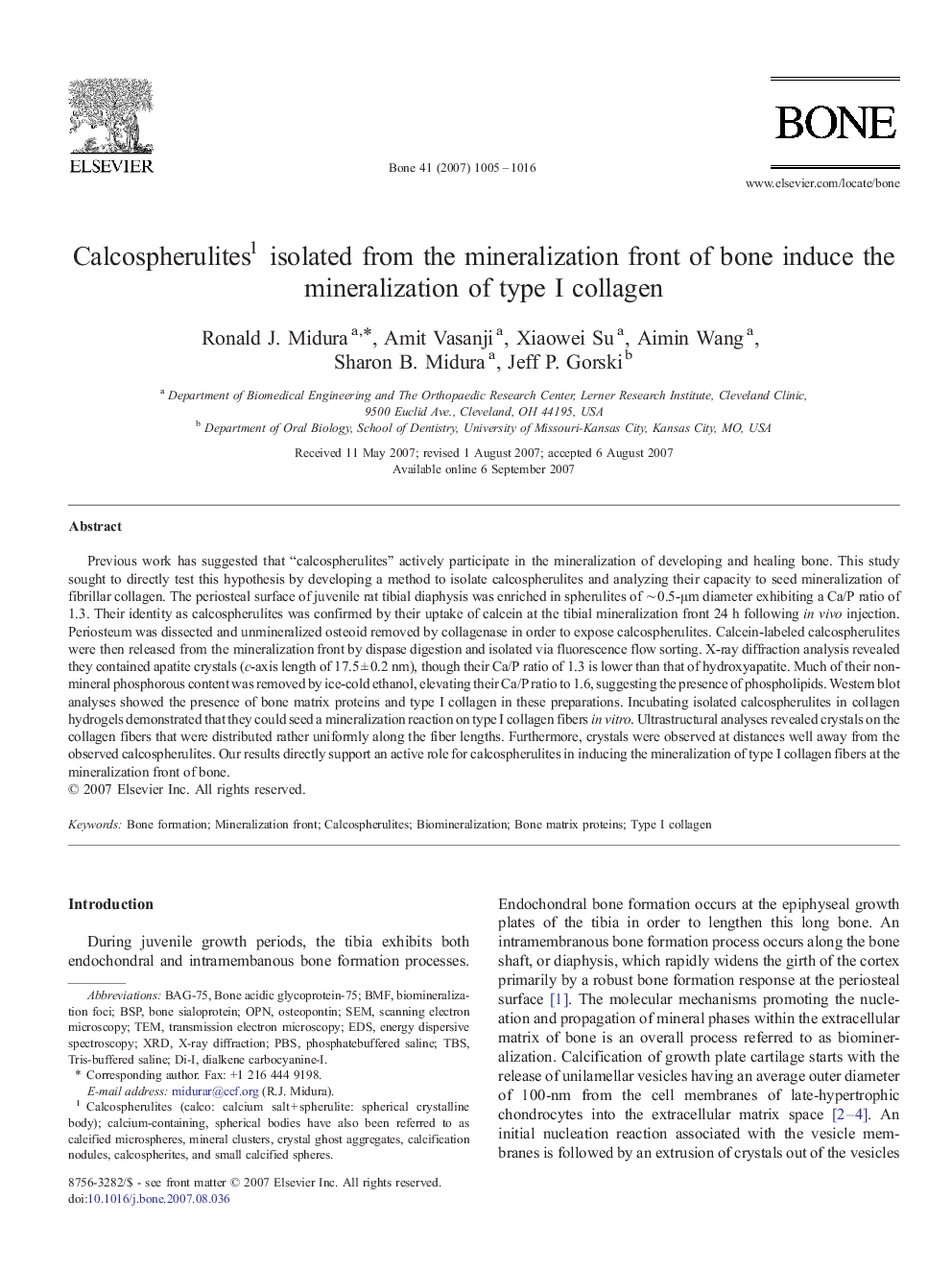 Calcospherulites1 isolated from the mineralization front of bone induce the mineralization of type I collagen