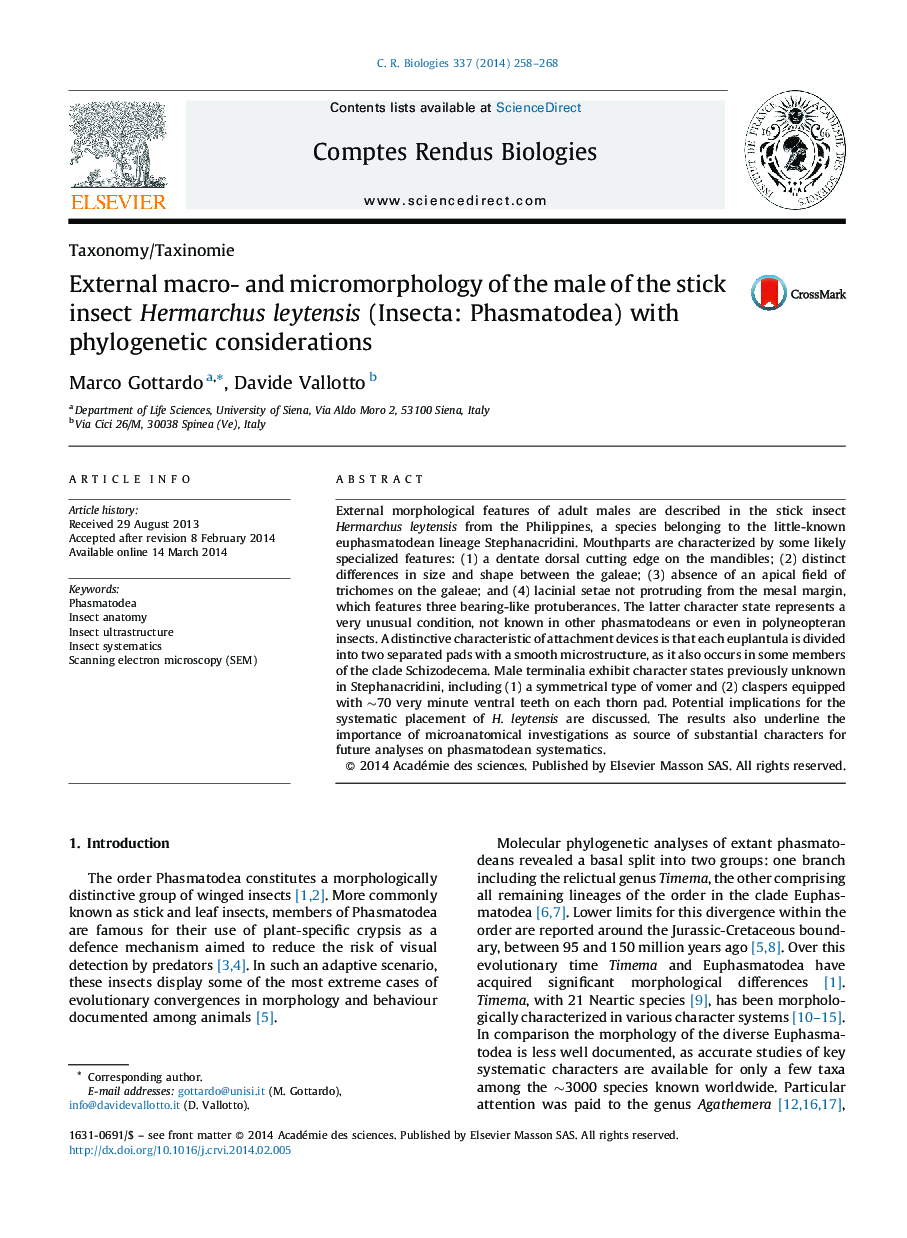 External macro- and micromorphology of the male of the stick insect Hermarchus leytensis (Insecta: Phasmatodea) with phylogenetic considerations
