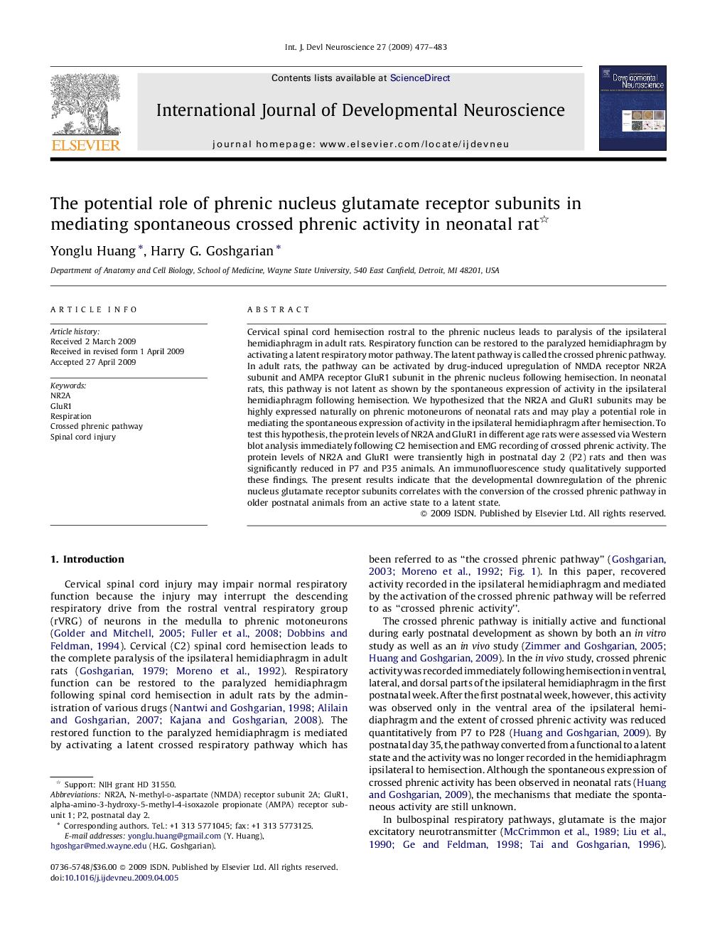 The potential role of phrenic nucleus glutamate receptor subunits in mediating spontaneous crossed phrenic activity in neonatal rat 