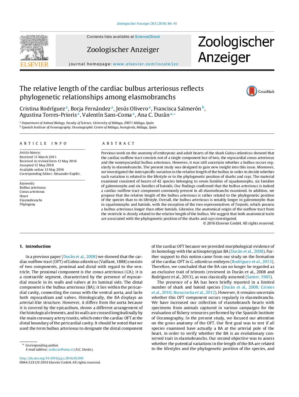 The relative length of the cardiac bulbus arteriosus reflects phylogenetic relationships among elasmobranchs