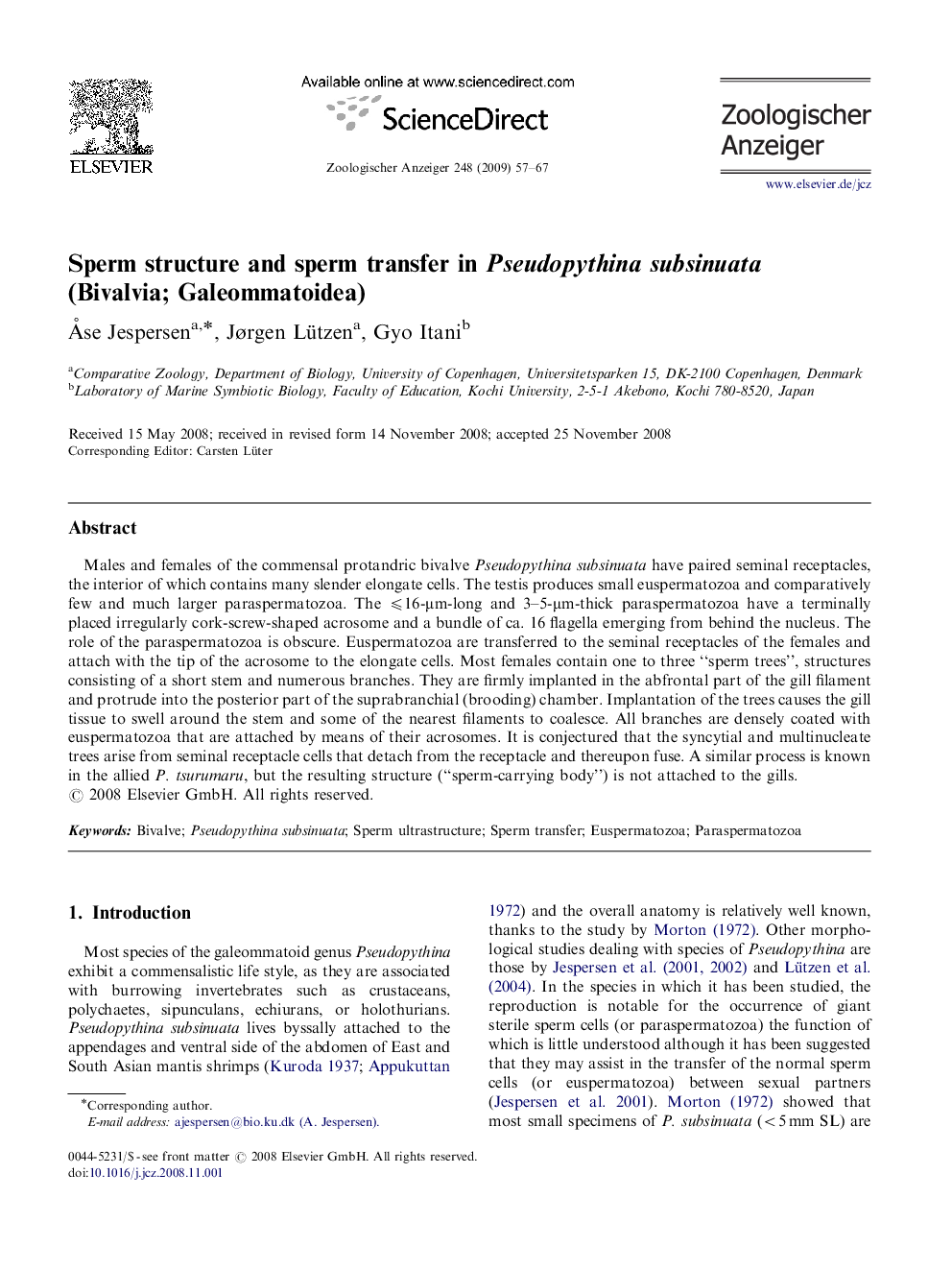 Sperm structure and sperm transfer in Pseudopythina subsinuata (Bivalvia; Galeommatoidea)