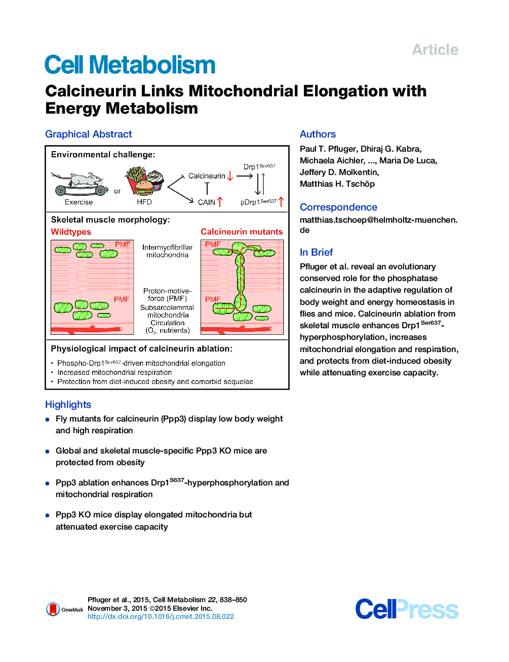 Calcineurin Links Mitochondrial Elongation with Energy Metabolism