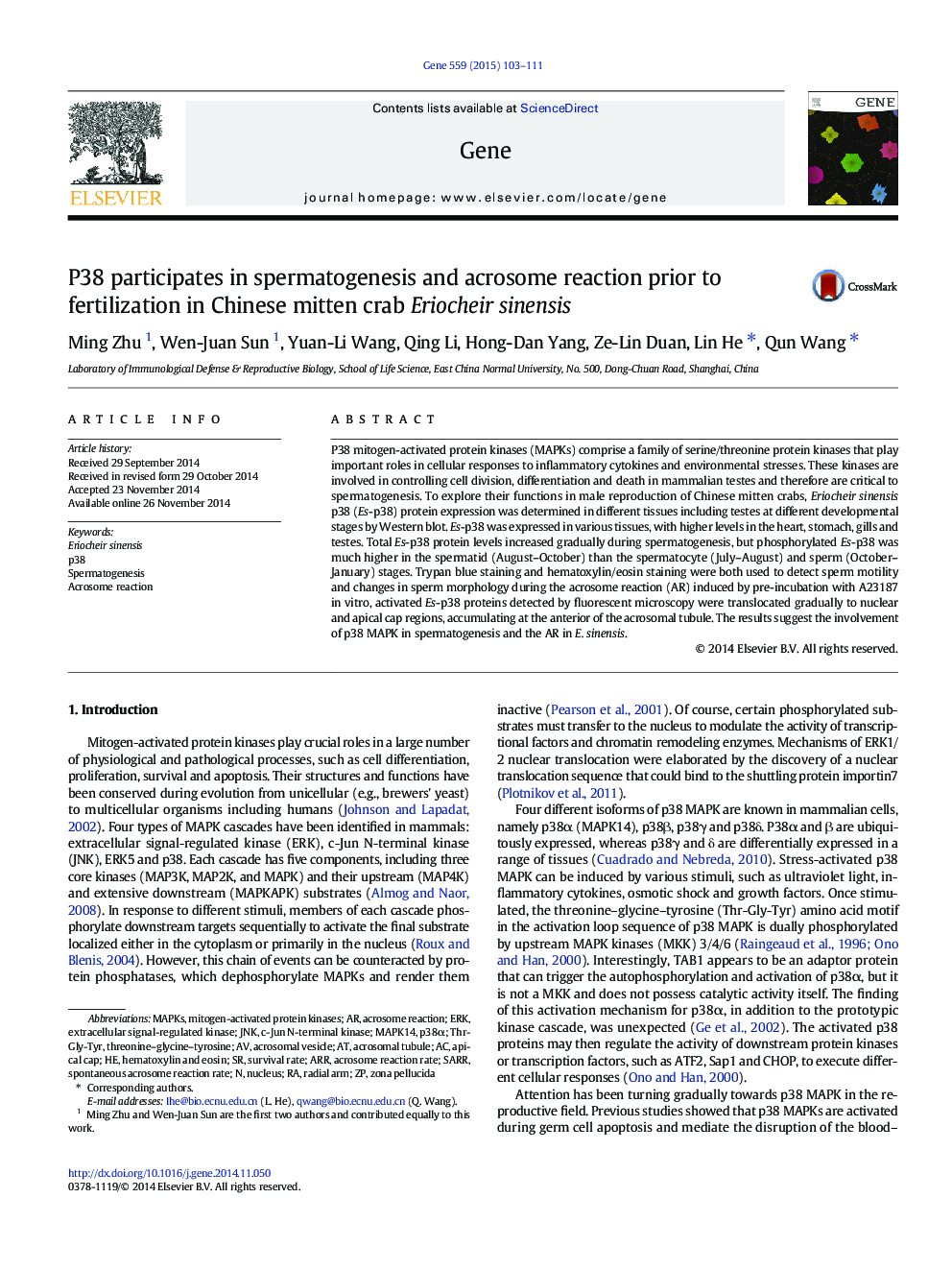 P38 participates in spermatogenesis and acrosome reaction prior to fertilization in Chinese mitten crab Eriocheir sinensis