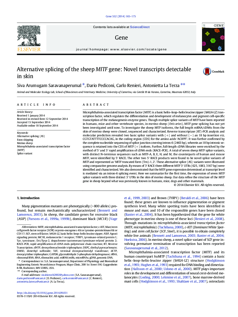 Alternative splicing of the sheep MITF gene: Novel transcripts detectable in skin