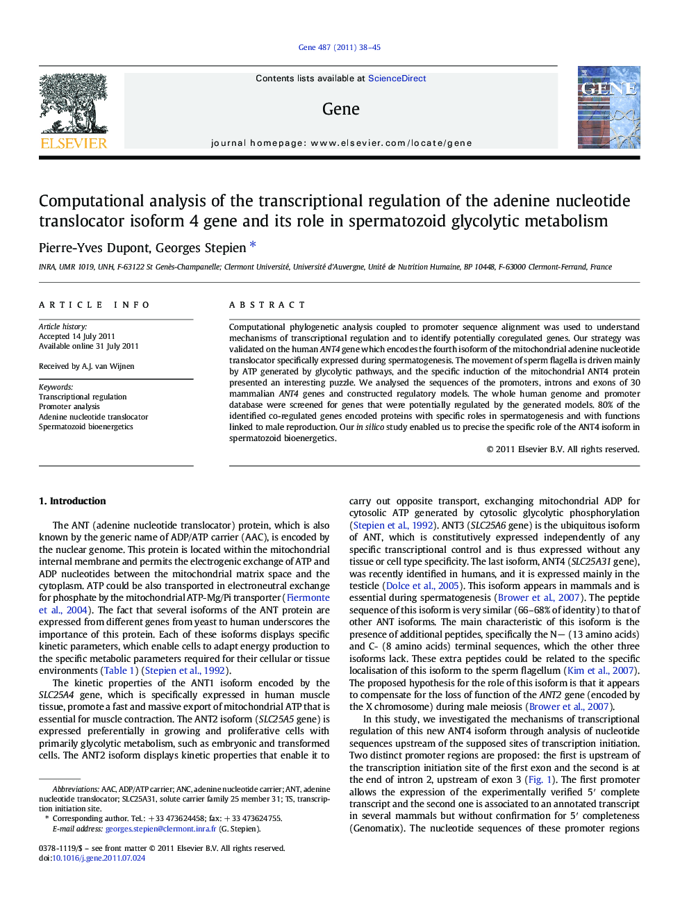 Computational analysis of the transcriptional regulation of the adenine nucleotide translocator isoform 4 gene and its role in spermatozoid glycolytic metabolism