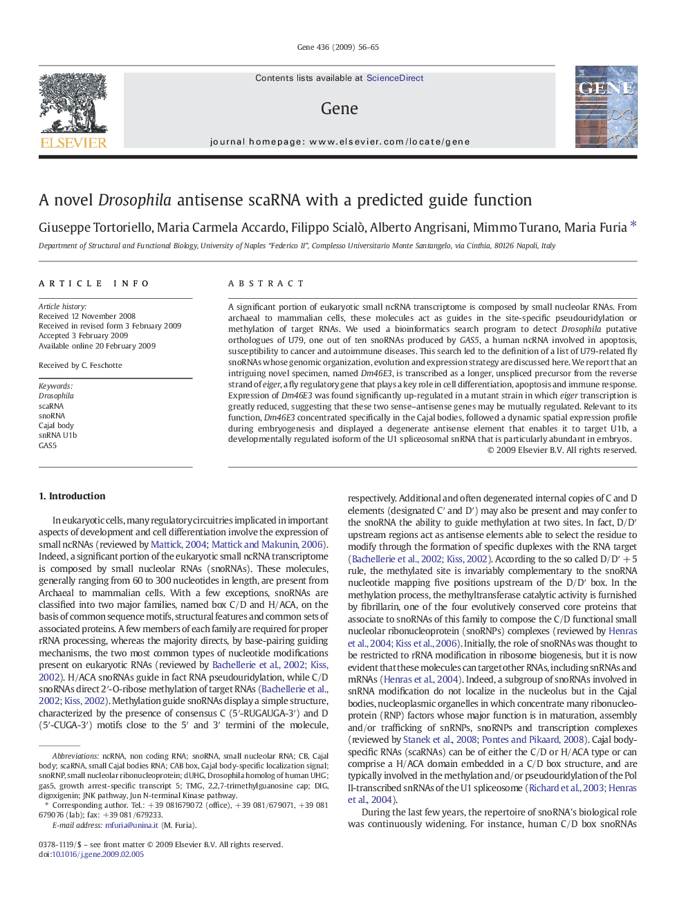 A novel Drosophila antisense scaRNA with a predicted guide function