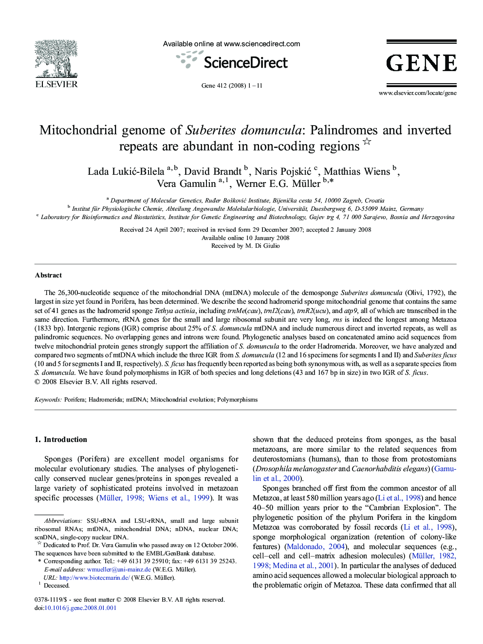 Mitochondrial genome of Suberites domuncula: Palindromes and inverted repeats are abundant in non-coding regions 