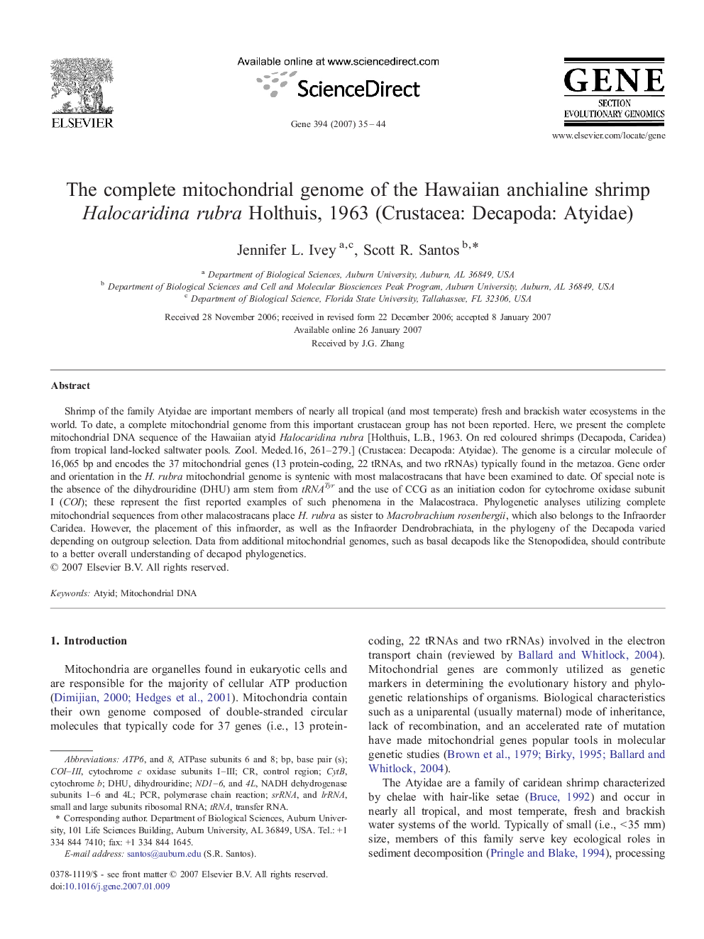 عکس صفحه اول مقاله: The complete mitochondrial genome of the Hawaiian anchialine shrimp Halocaridina rubra Holthuis, 1963 (Crustacea: Decapoda: Atyidae) The complete mitochondrial genome of the Hawaiian anchialine shrimp Halocaridina rubra Holthuis, 1963 (Crustacea: Decapoda: Atyidae)
