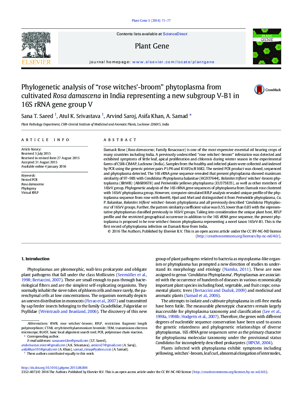Phylogenetic analysis of “rose witches'-broom” phytoplasma from cultivated Rosa damascena in India representing a new subgroup V-B1 in 16S rRNA gene group V
