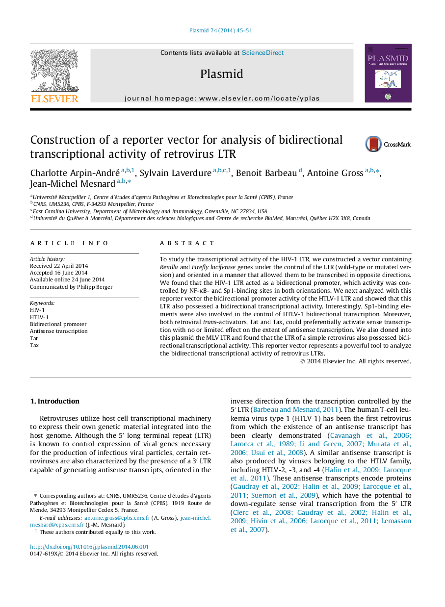 Construction of a reporter vector for analysis of bidirectional transcriptional activity of retrovirus LTR