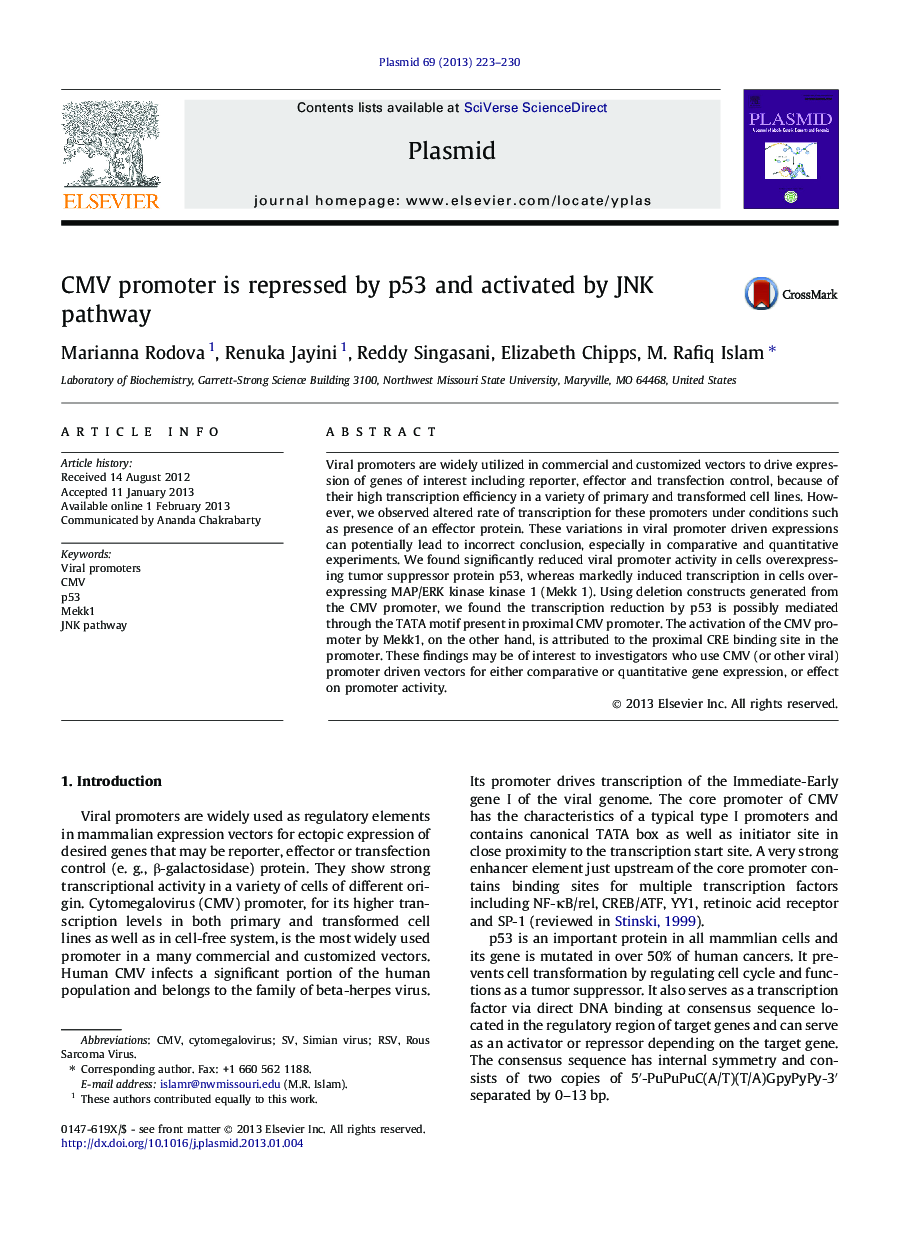 CMV promoter is repressed by p53 and activated by JNK pathway