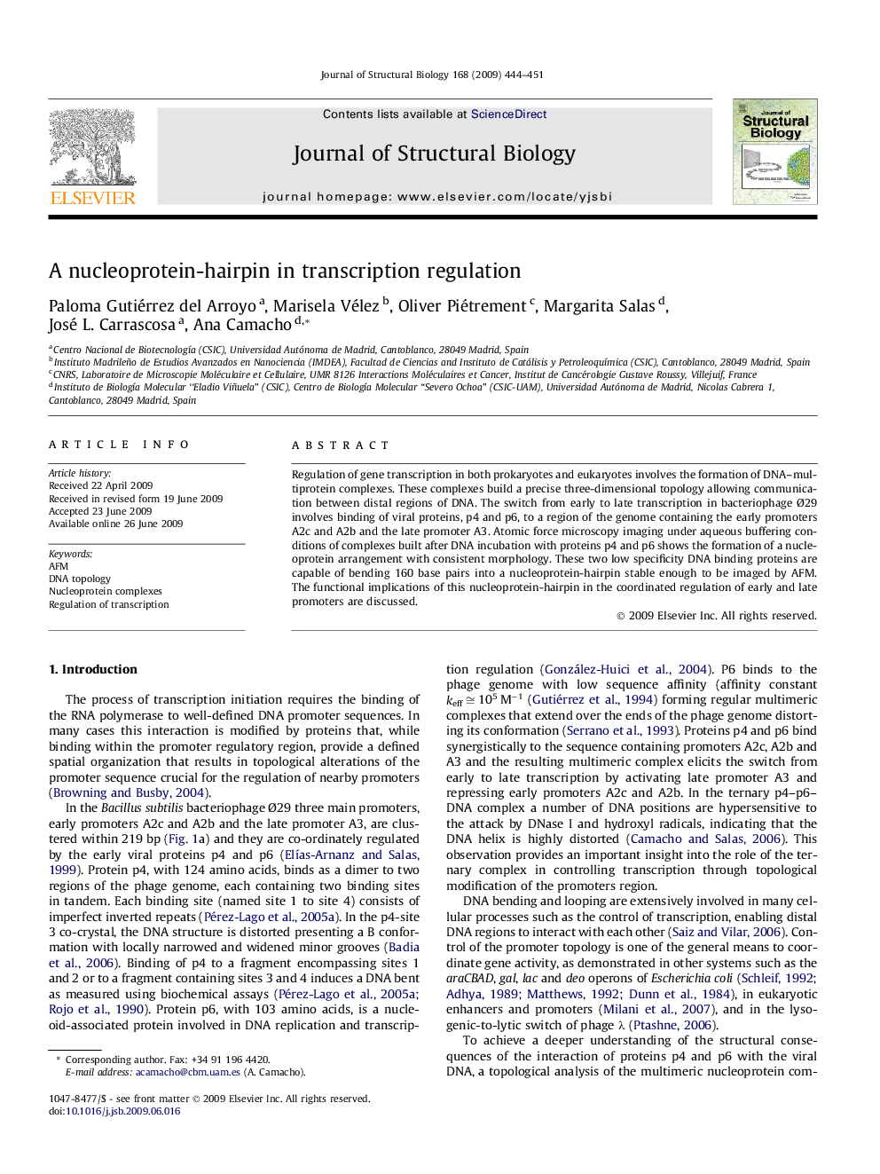 A nucleoprotein-hairpin in transcription regulation