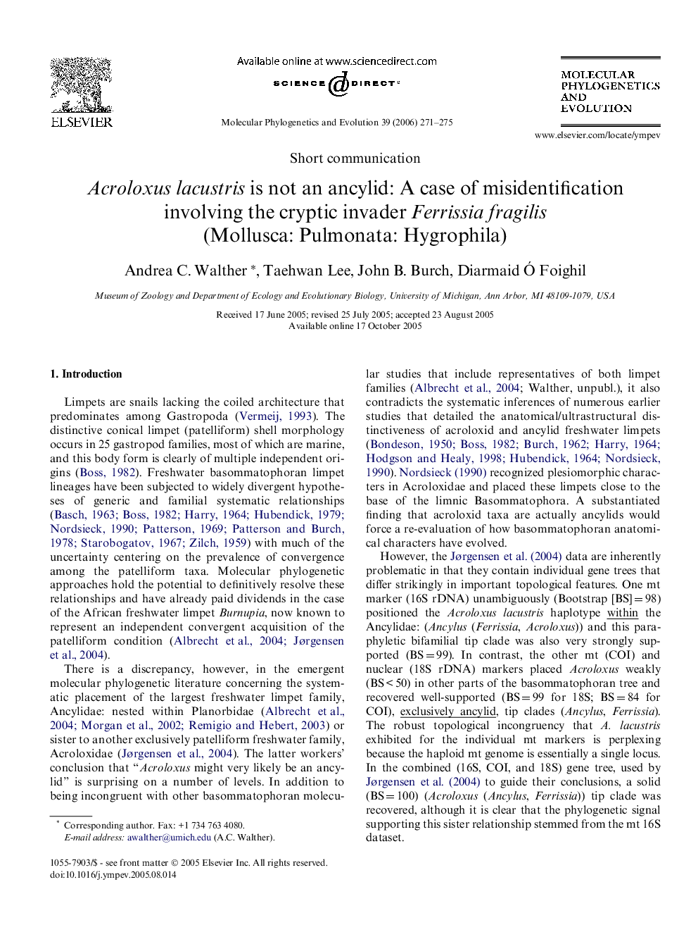 Acroloxus lacustris is not an ancylid: A case of misidentification involving the cryptic invader Ferrissia fragilis (Mollusca: Pulmonata: Hygrophila)