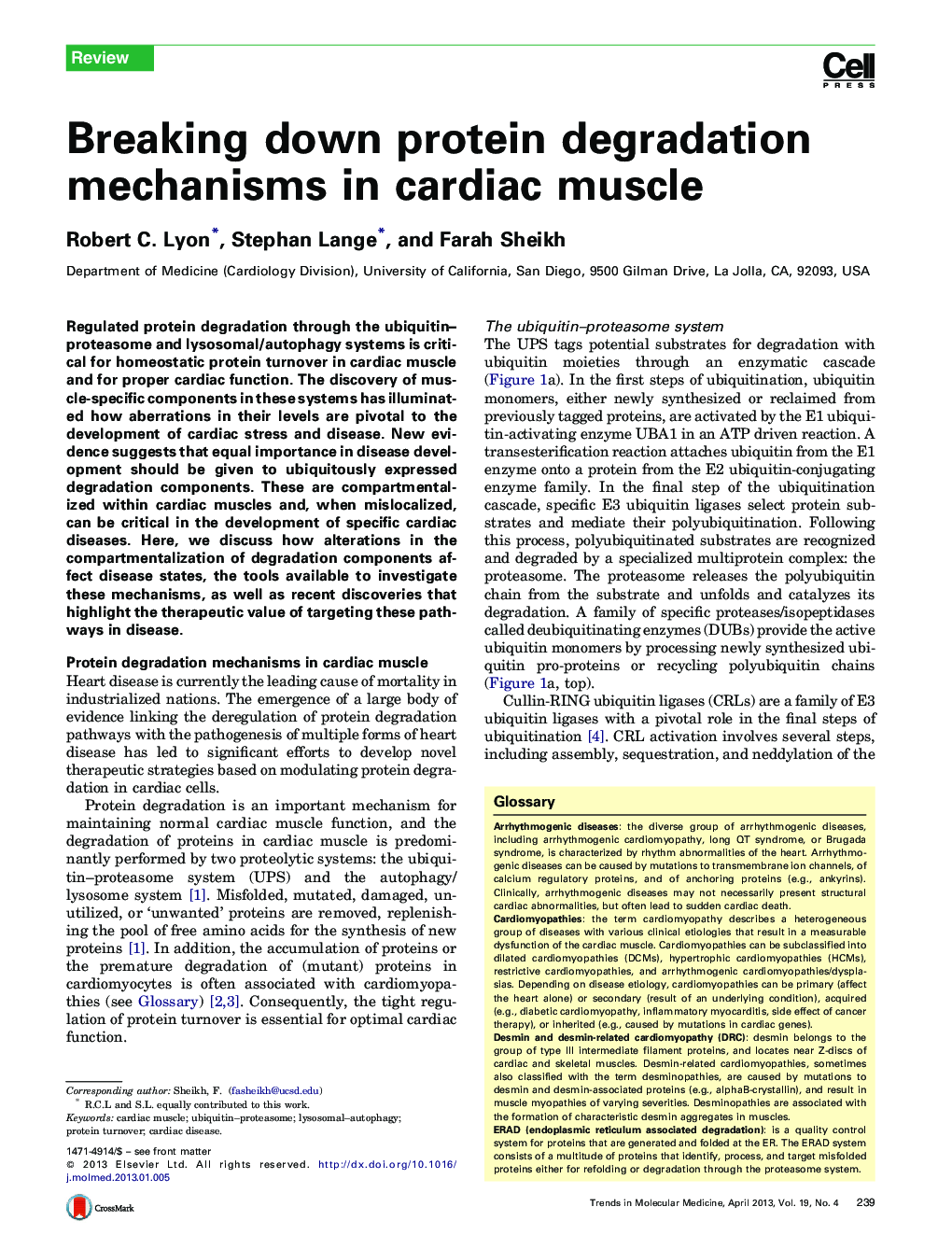 Breaking down protein degradation mechanisms in cardiac muscle