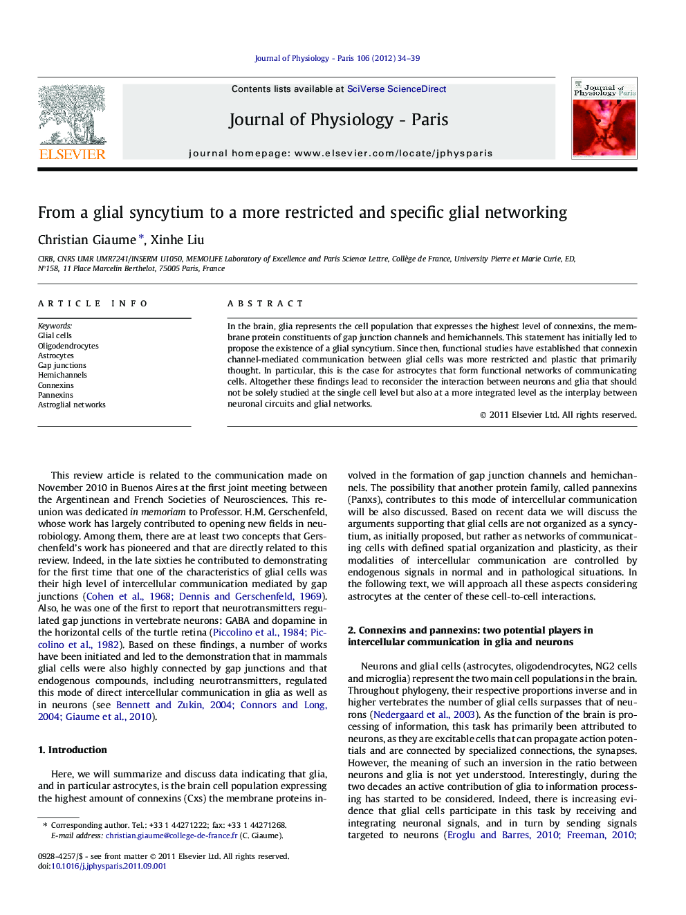 From a glial syncytium to a more restricted and specific glial networking