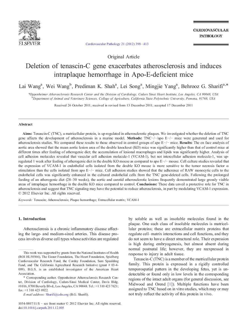 Deletion of tenascin-C gene exacerbates atherosclerosis and induces intraplaque hemorrhage in Apo-E-deficient mice 