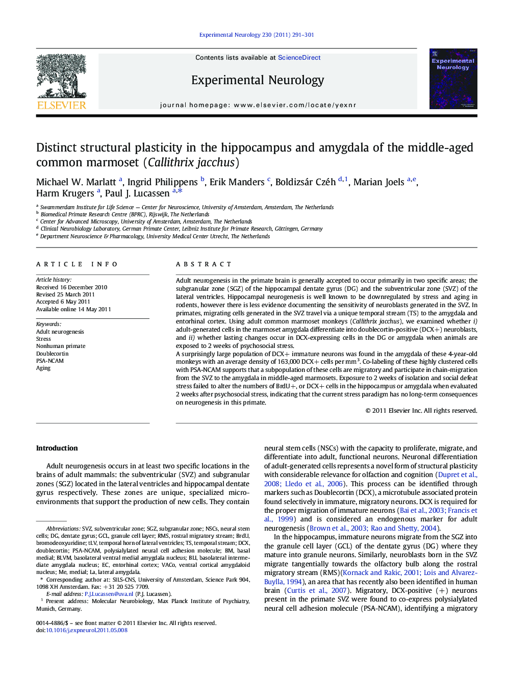 Distinct structural plasticity in the hippocampus and amygdala of the middle-aged common marmoset (Callithrix jacchus)