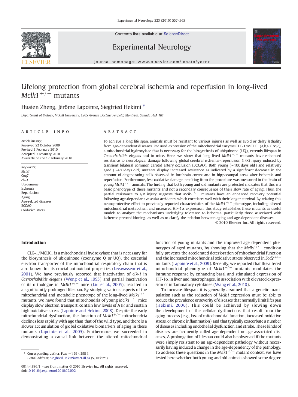 Lifelong protection from global cerebral ischemia and reperfusion in long-lived Mclk1+/− mutants