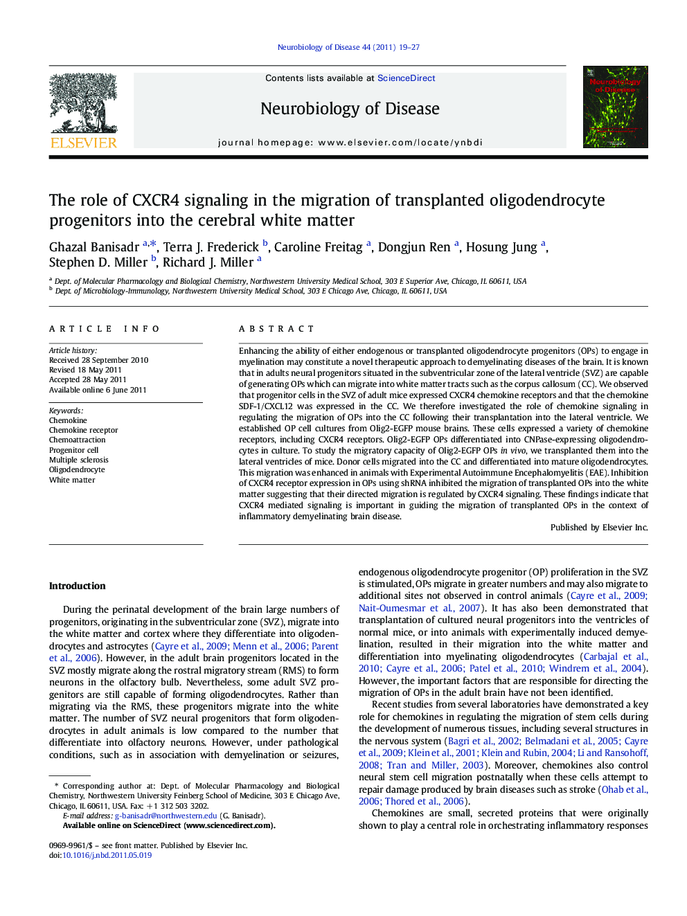 The role of CXCR4 signaling in the migration of transplanted oligodendrocyte progenitors into the cerebral white matter