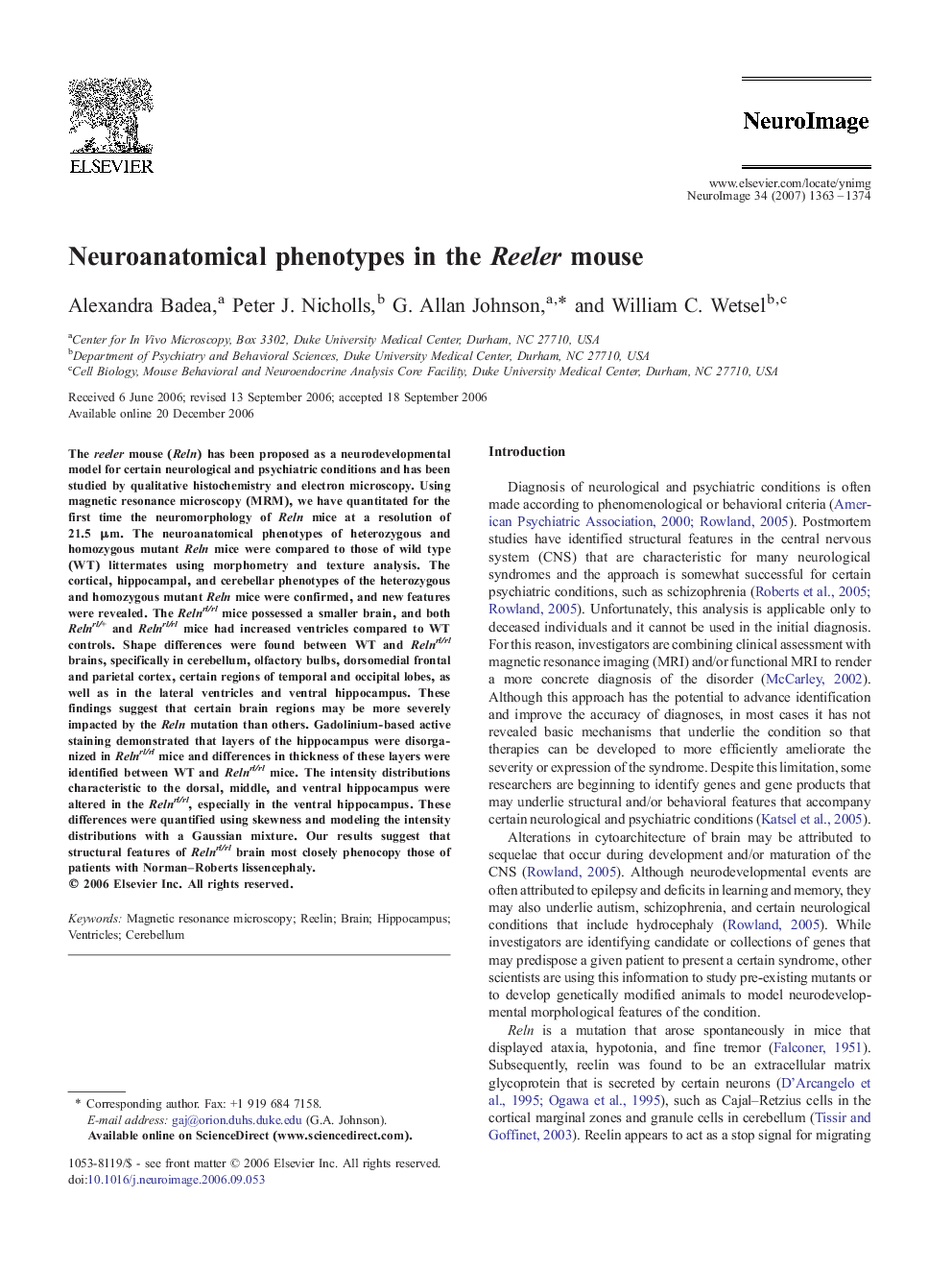 Neuroanatomical phenotypes in the Reeler mouse