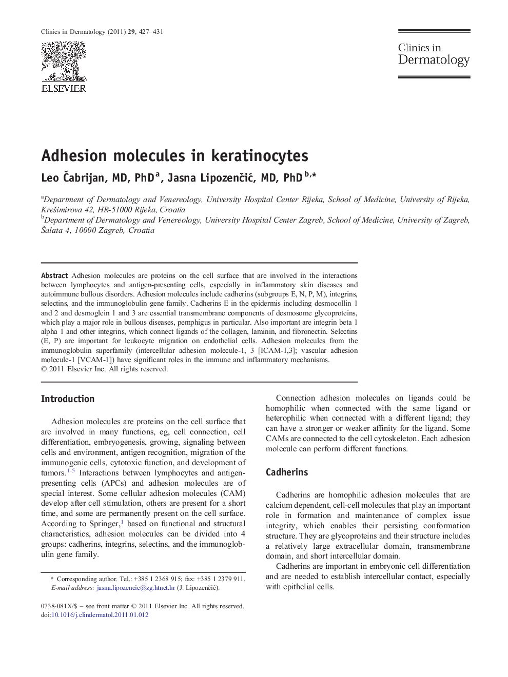 Adhesion molecules in keratinocytes