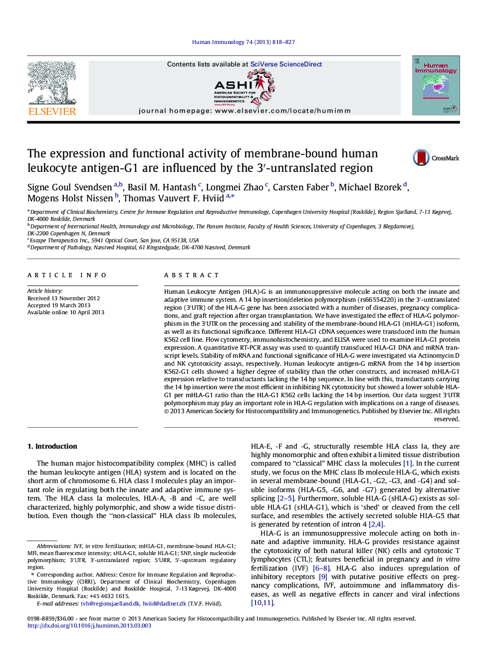 The expression and functional activity of membrane-bound human leukocyte antigen-G1 are influenced by the 3′-untranslated region