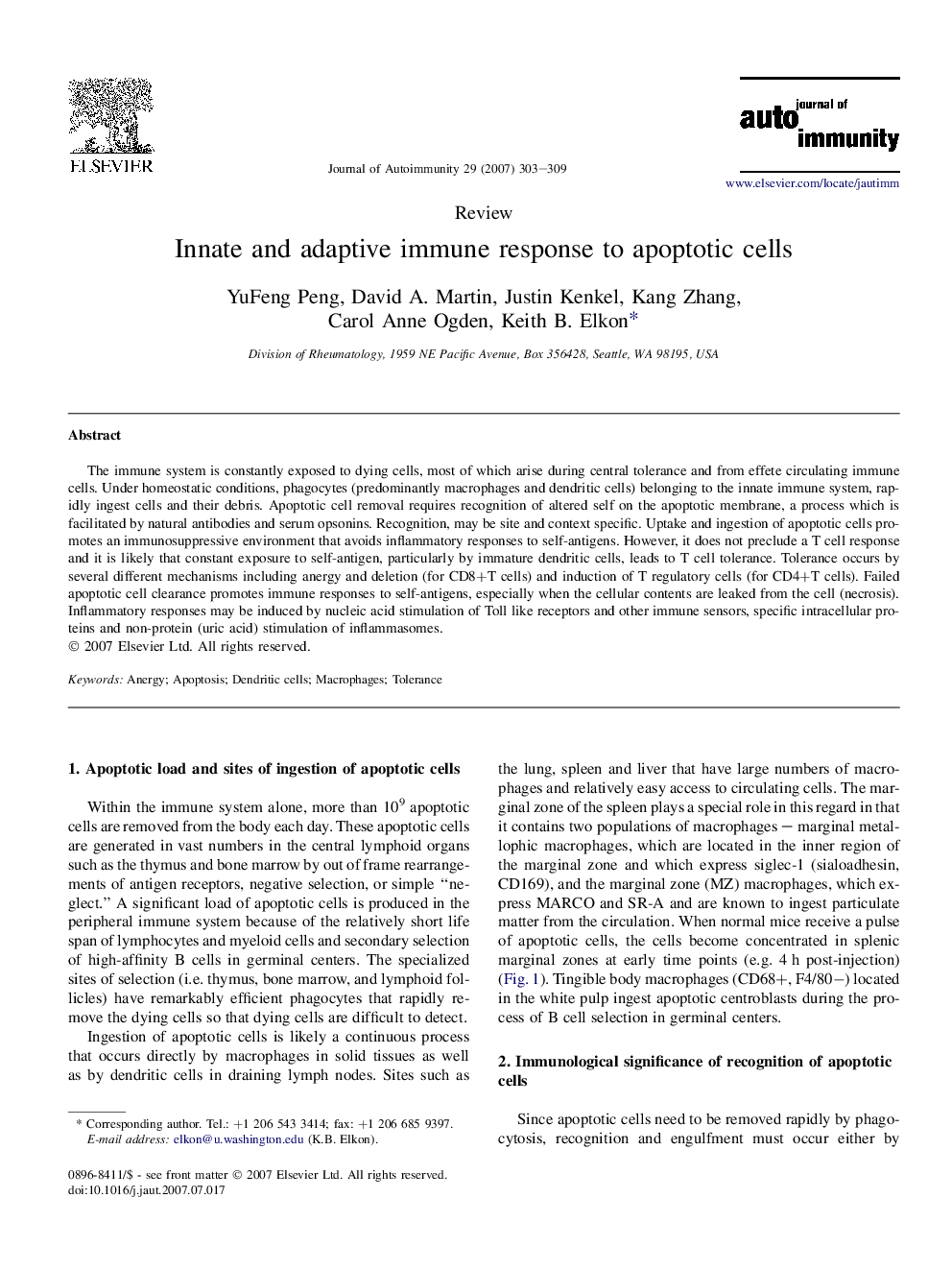 Innate and adaptive immune response to apoptotic cells