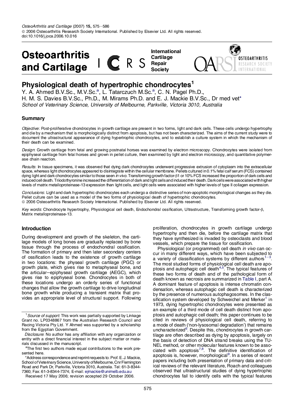 Physiological death of hypertrophic chondrocytes 1