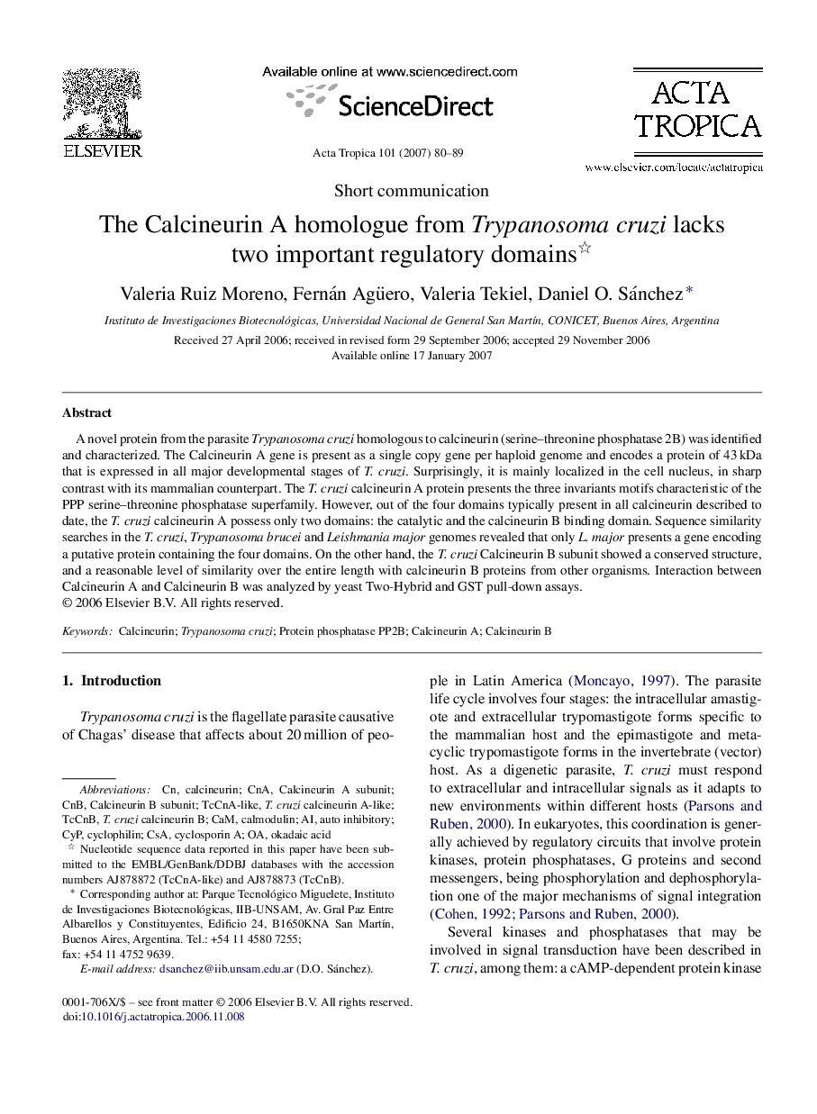 The Calcineurin A homologue from Trypanosoma cruzi lacks two important regulatory domains 