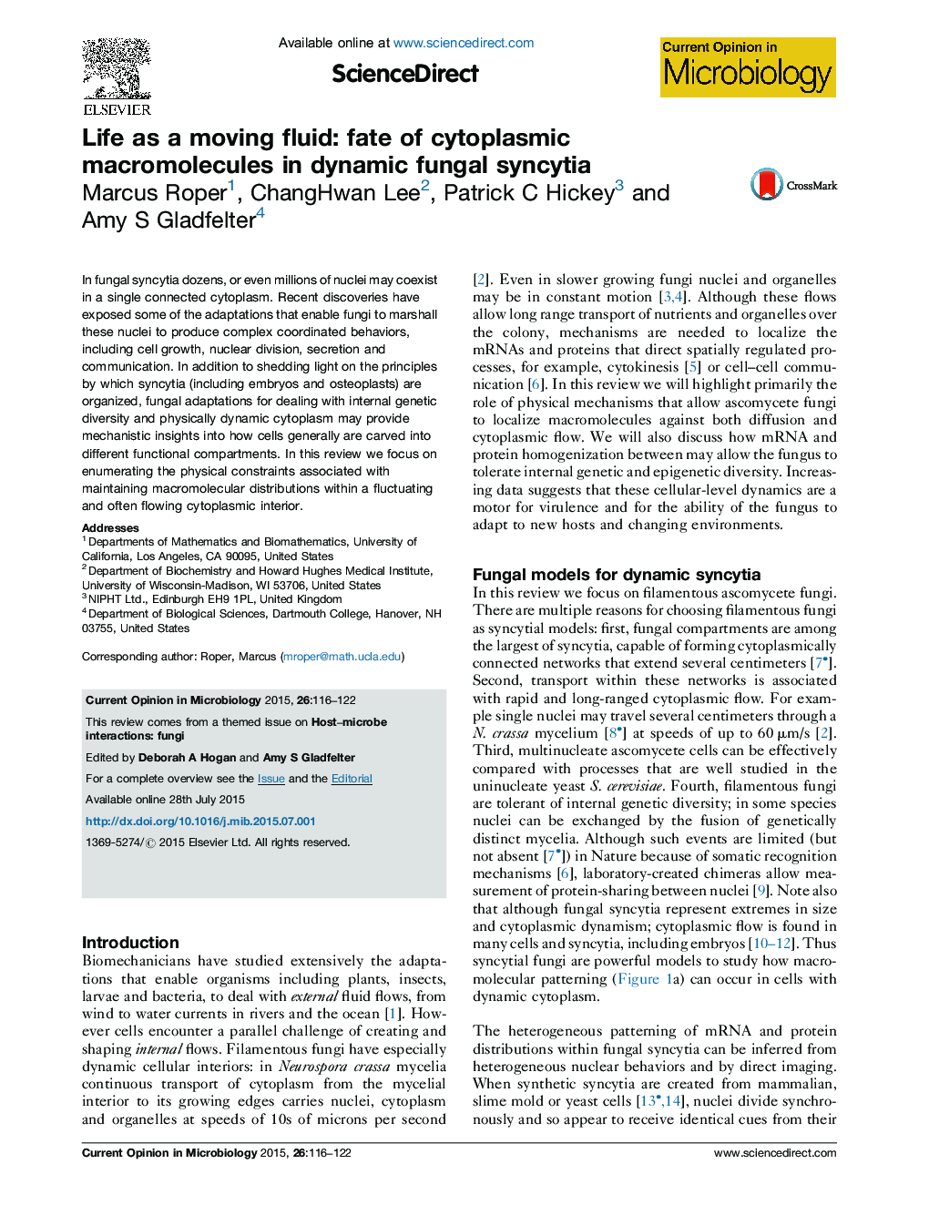 Life as a moving fluid: fate of cytoplasmic macromolecules in dynamic fungal syncytia