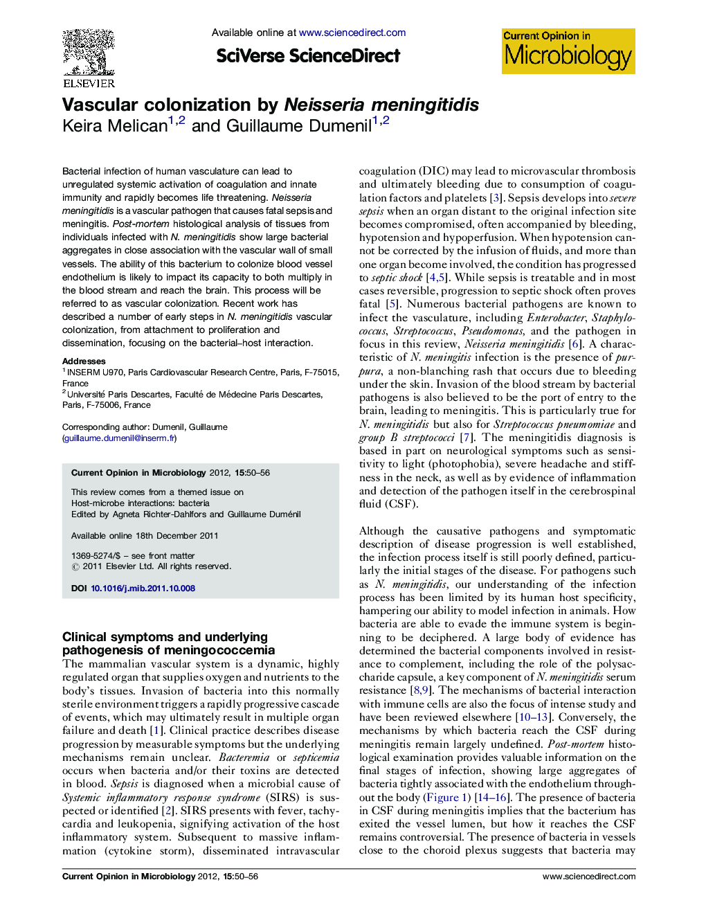 Vascular colonization by Neisseria meningitidis