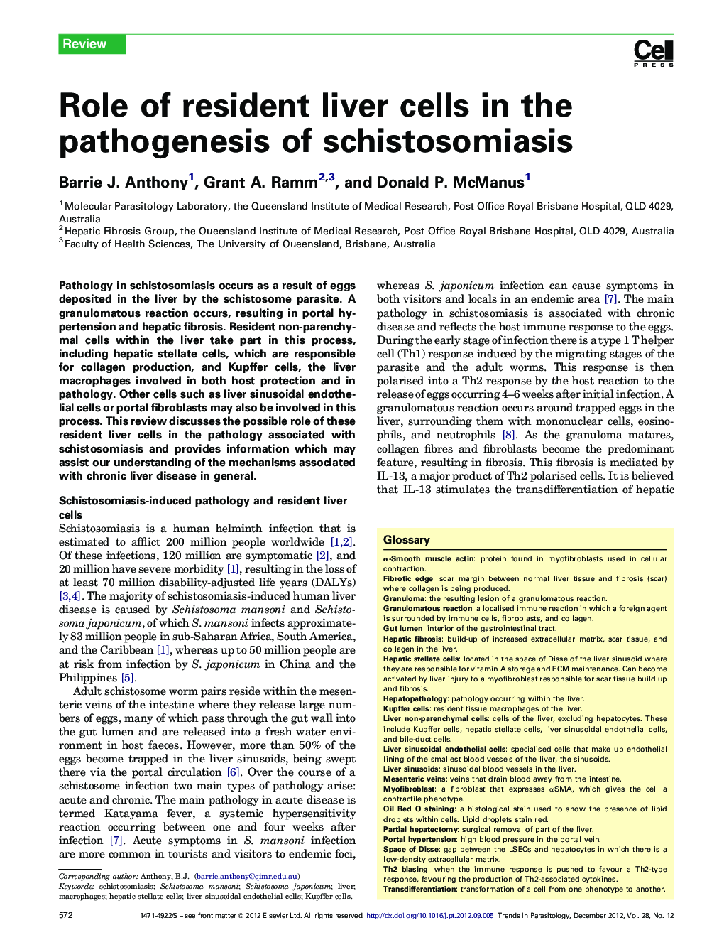 Role of resident liver cells in the pathogenesis of schistosomiasis