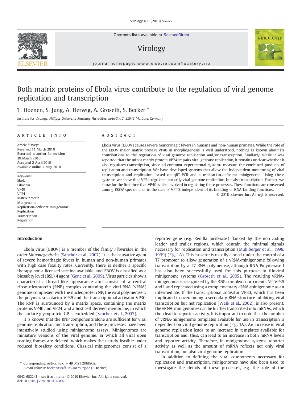 Both matrix proteins of Ebola virus contribute to the regulation of viral genome replication and transcription