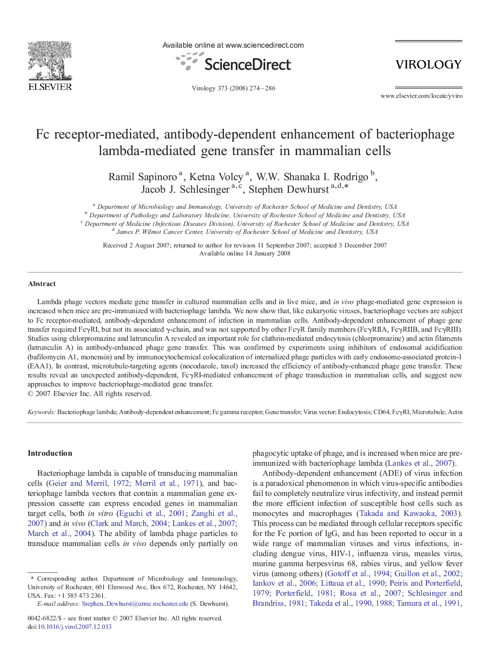 Fc receptor-mediated, antibody-dependent enhancement of bacteriophage lambda-mediated gene transfer in mammalian cells