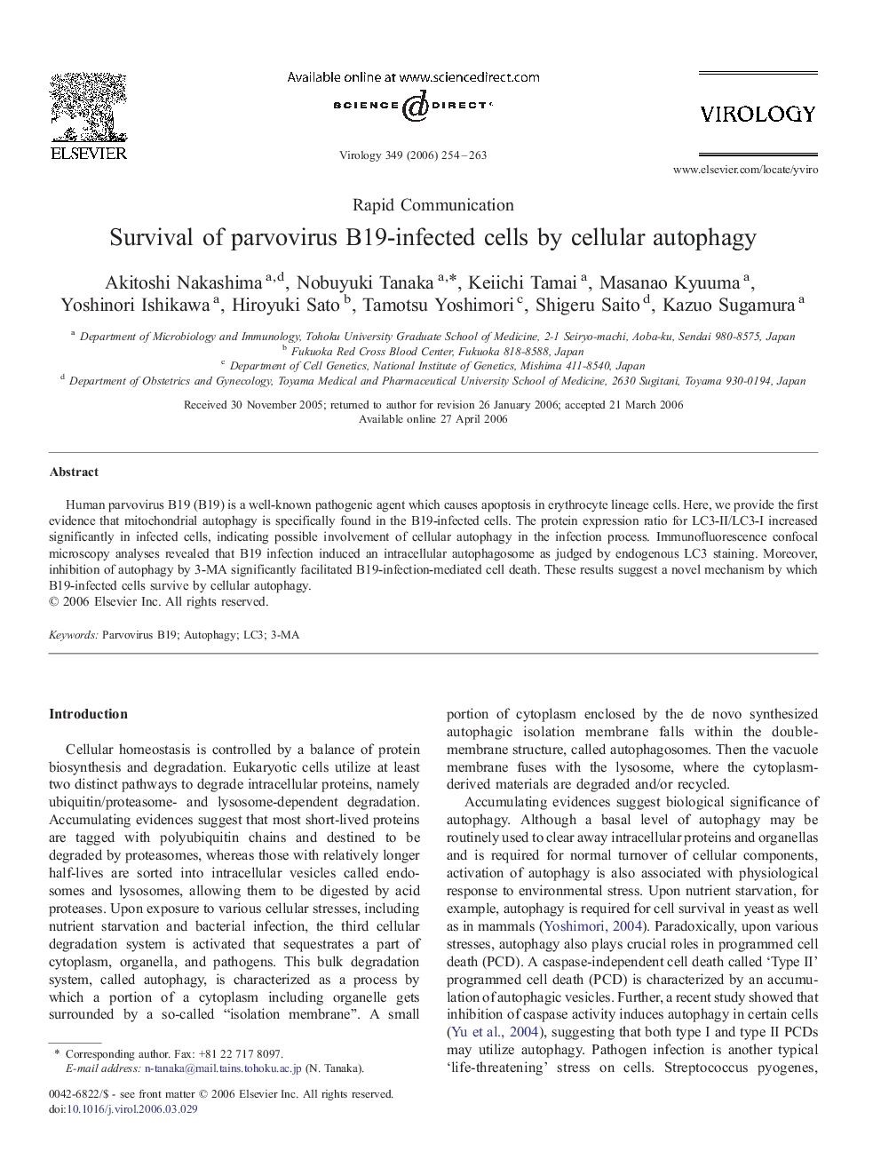 Survival of parvovirus B19-infected cells by cellular autophagy