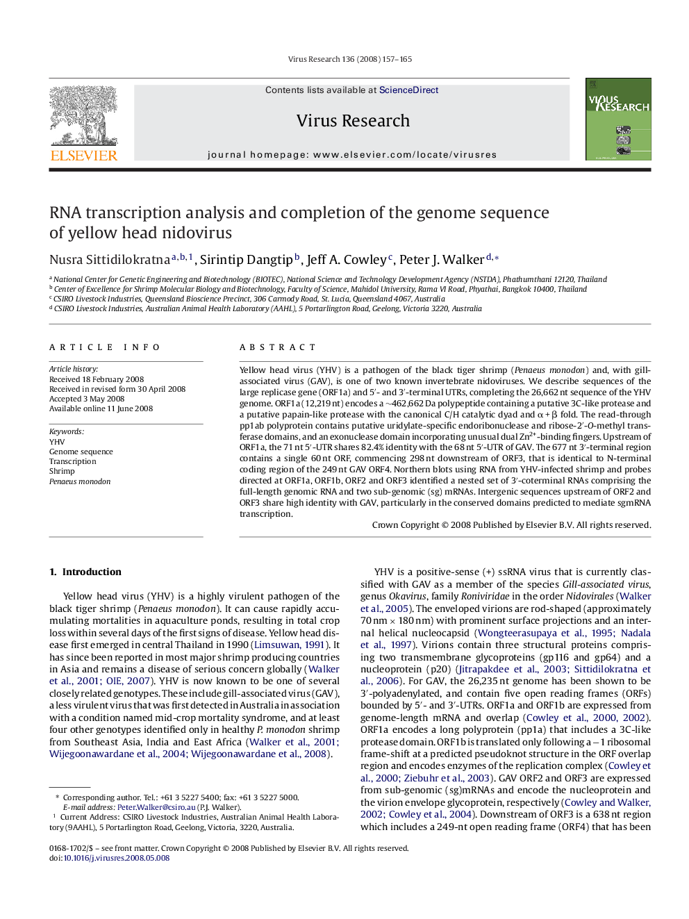 RNA transcription analysis and completion of the genome sequence of yellow head nidovirus