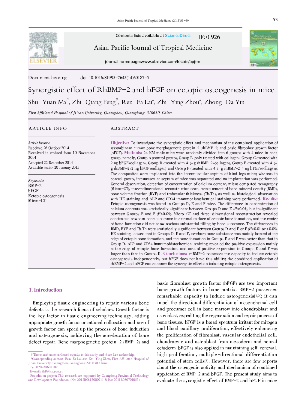 Synergistic effect of RhBMP–2 and bFGF on ectopic osteogenesis in mice 