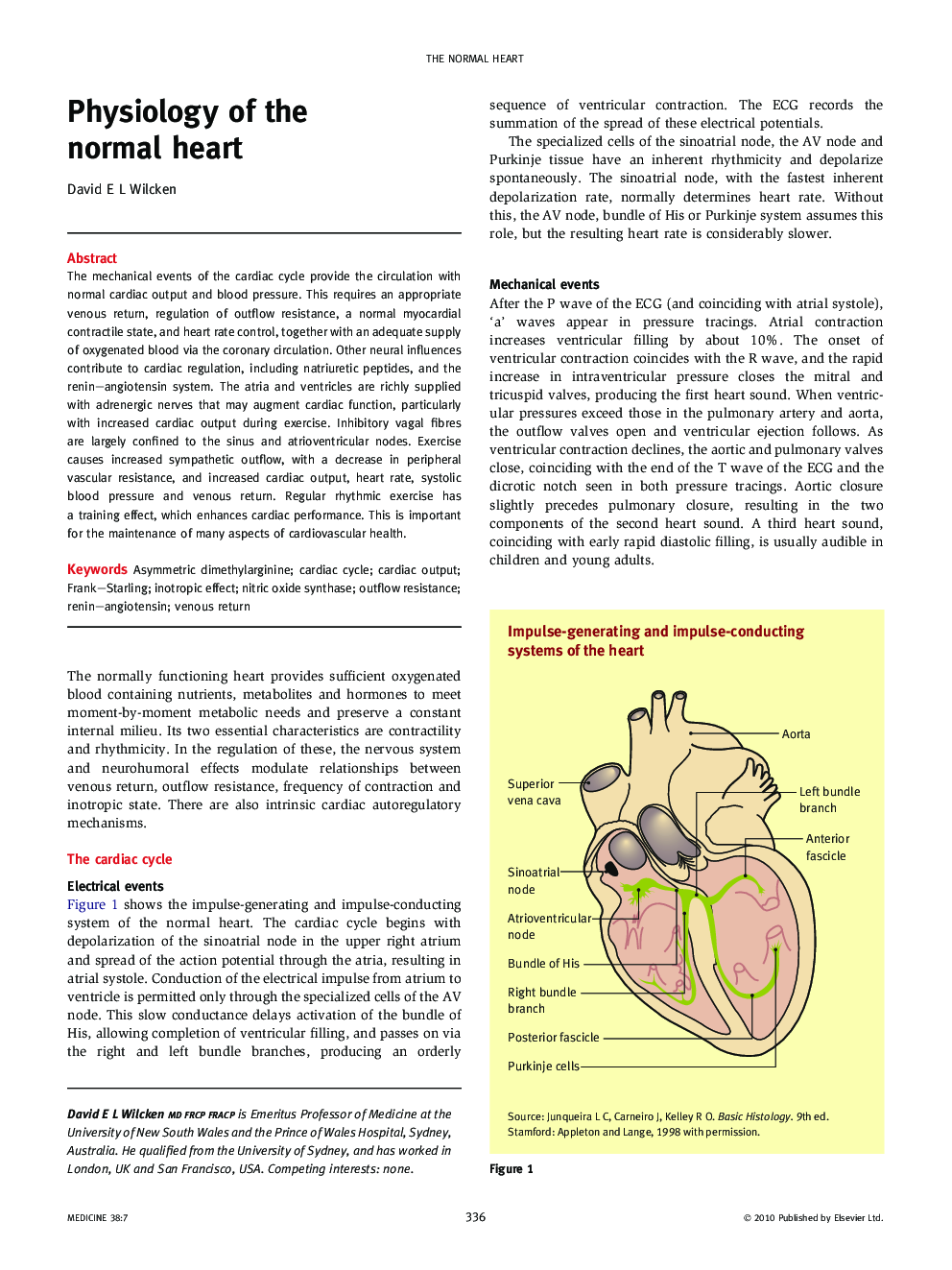 Physiology of the normal heart