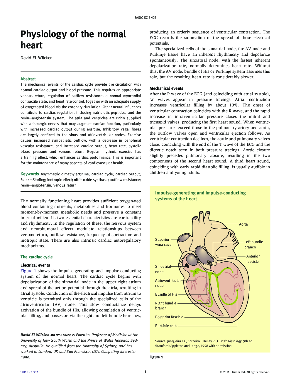 Physiology of the normal heart