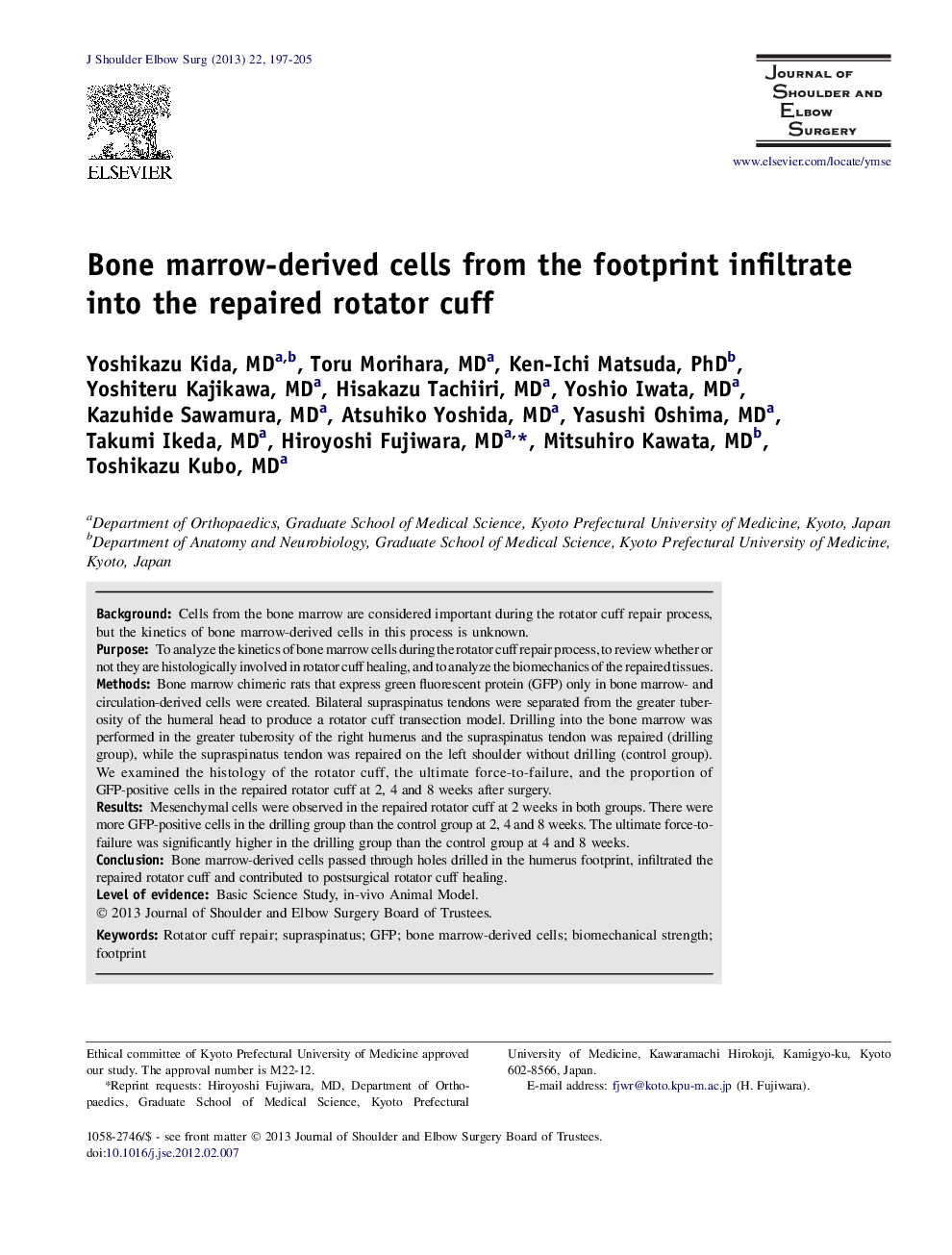 Bone marrow-derived cells from the footprint infiltrate into the repaired rotator cuff 