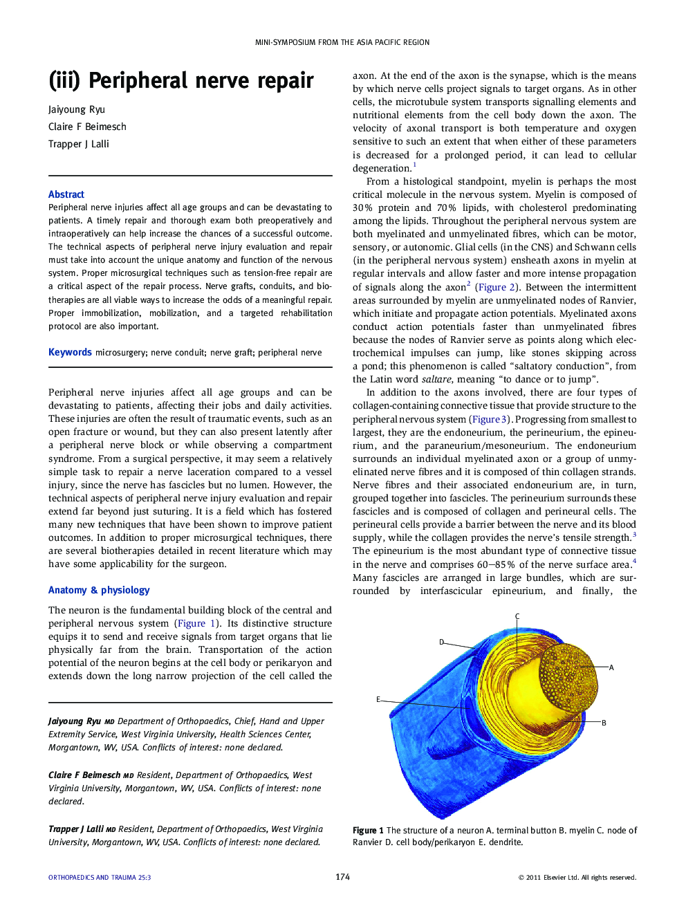 (iii) Peripheral nerve repair