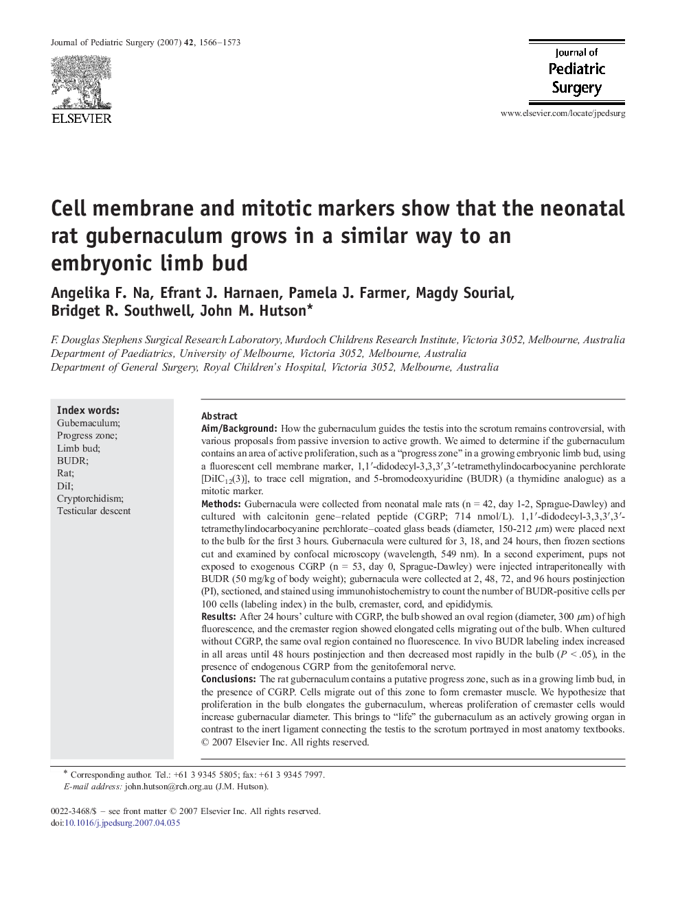 Cell membrane and mitotic markers show that the neonatal rat gubernaculum grows in a similar way to an embryonic limb bud