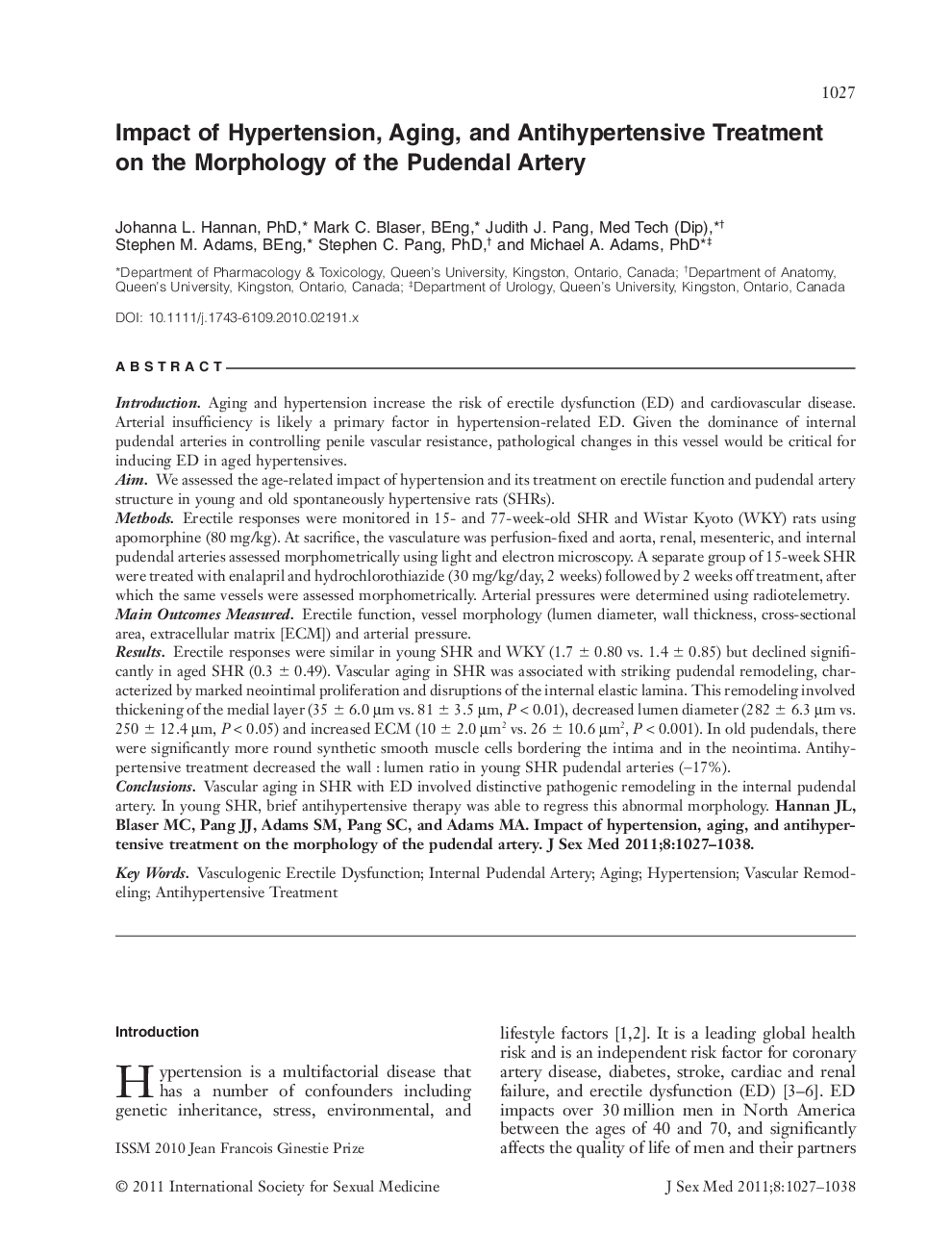 Impact of Hypertension, Aging, and Antihypertensive Treatment on the Morphology of the Pudendal Artery